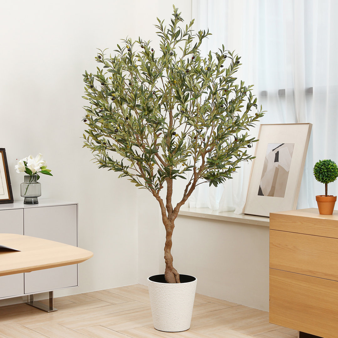Adcock 84" Olive Tree in Pot